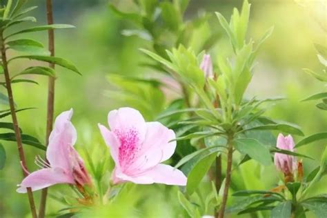 春天開的花有哪些|15種開在春天的花